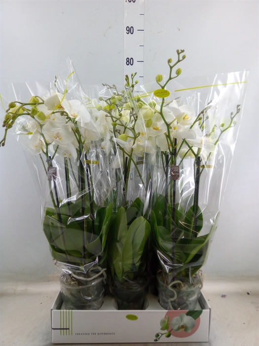 <h4>Phalaenopsis   ...</h4>