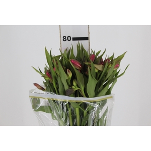 ALSTROEMERIA ALYNA 080 CM