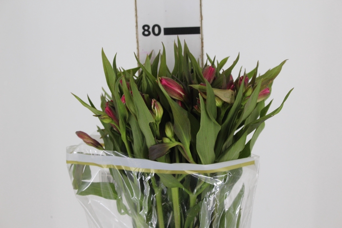 <h4>ALSTROEMERIA ALYNA 080 CM</h4>
