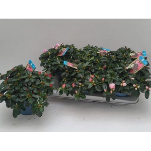 RHODO SI VOGEL MIX P13