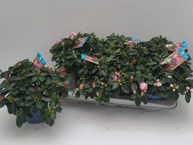 <h4>RHODO SI VOGEL MIX P13</h4>