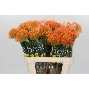 Nutans Ayoba Peach