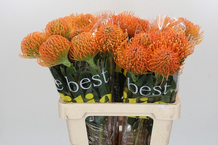 Nutans Ayoba Peach