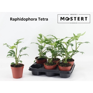 RHAPHIDO TETRASPERMA