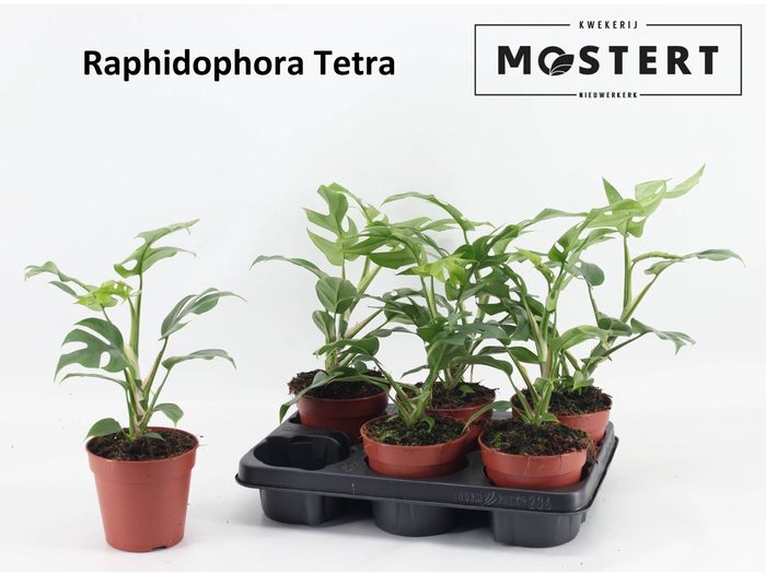 <h4>RHAPHIDO TETRASPERMA</h4>