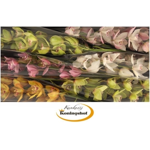 Cymbidium Mix