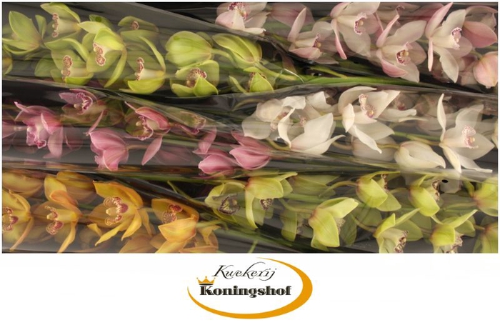 <h4>Cymbidium Mix</h4>