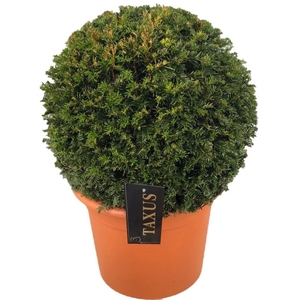 Taxus baccata