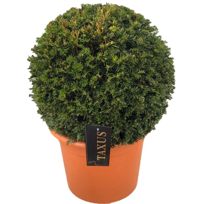 <h4>Taxus baccata</h4>