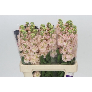 Matthiola Iron Apricot