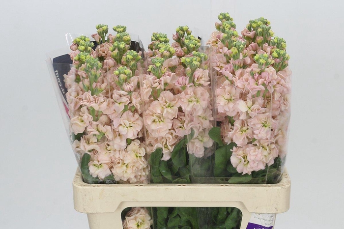 <h4>Matthiola Iron Apricot</h4>