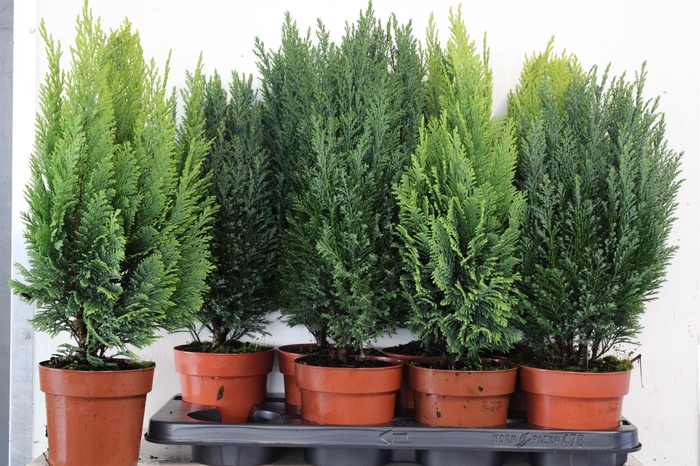 Conifers   ...mix