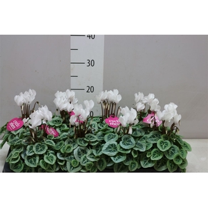 Cyclamen Kl S S Picasso Wit