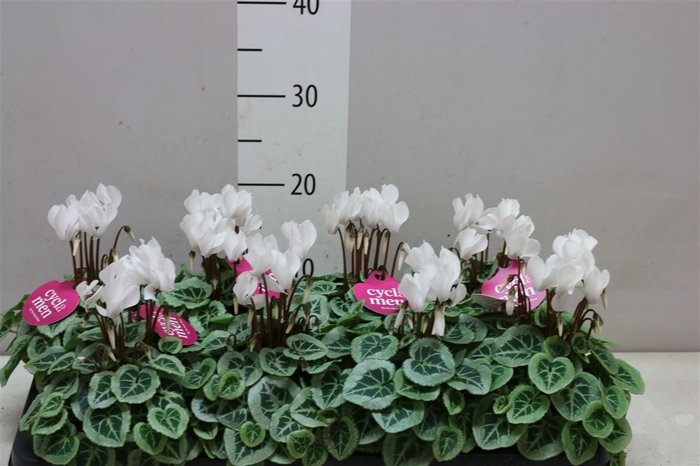 <h4>Cyclamen Kl S S Picasso Wit</h4>