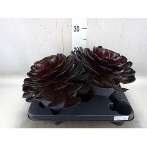 xSemponium  'Destiny'