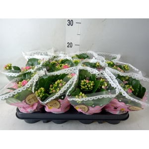 Kalanchoe blos. 'Slate Purple'