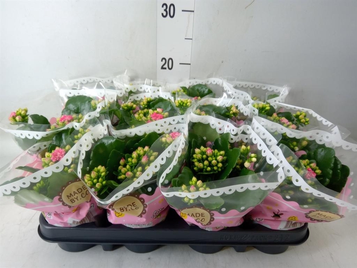 <h4>Kalanchoe blos. 'Slate Purple'</h4>