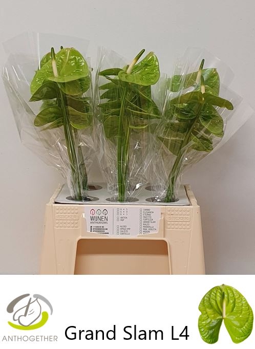 <h4>Anthurium Grand Slam</h4>
