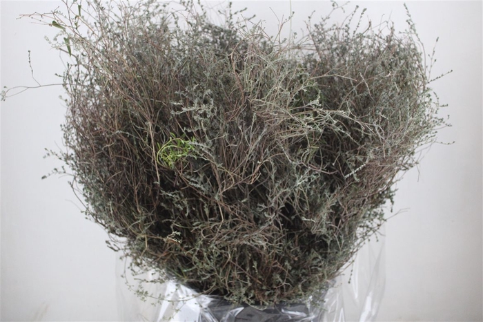 <h4>Thyme P/bunch Falso 300gr</h4>