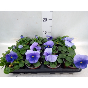 Viola wr. 'Flair Light Blue'