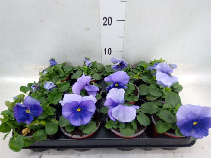 <h4>Viola wr. 'Flair Light Blue'</h4>