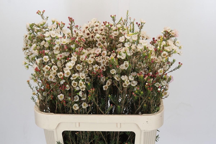 <h4>Chamelaucium Moonlight Delight</h4>