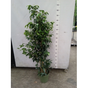 Ficus benja. 'Danielle'