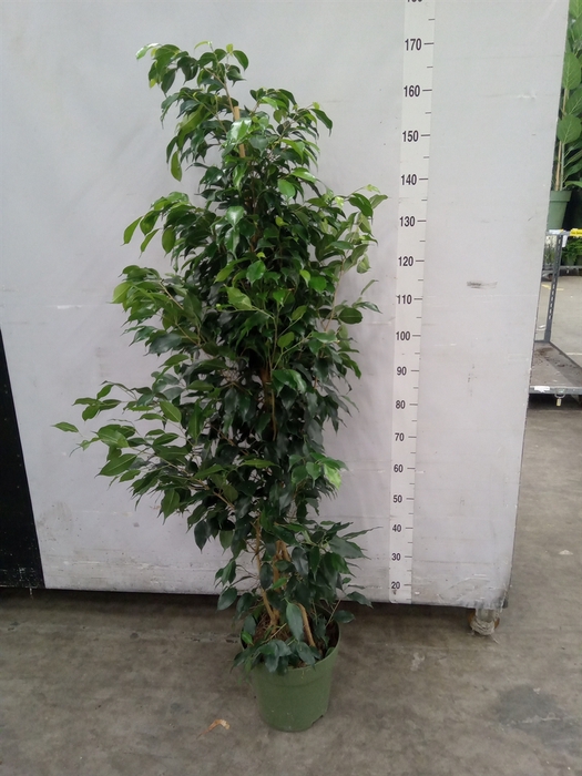 <h4>Ficus benja. 'Danielle'</h4>