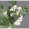 Monstera deliciosa Variegata 17Ø 50cm 1pp