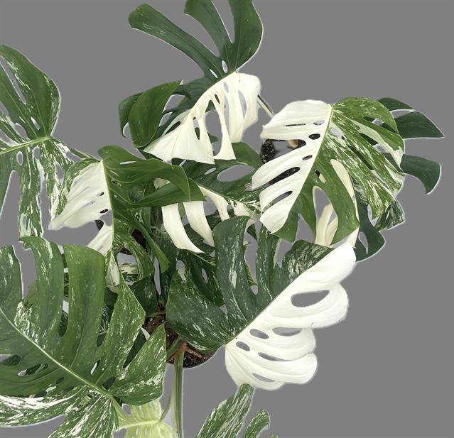 Monstera deliciosa Variegata 17Ø 50cm 1pp