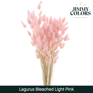 Lagurus Bleached Light Pink