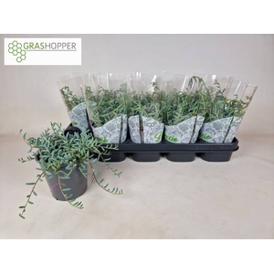 SENEC ROYAL FLUSH P12