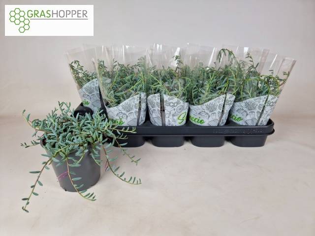 <h4>SENEC ROYAL FLUSH P12</h4>