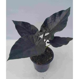 ALOCASIA X AMAZONICA p12