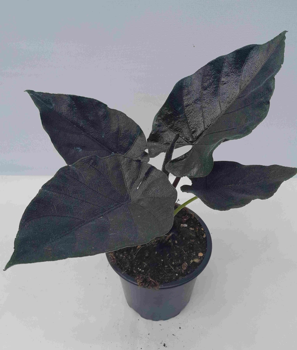 <h4>ALOCASIA X AMAZONICA p12</h4>