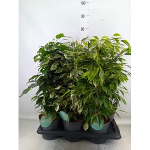 Ficus benja.   ...mix