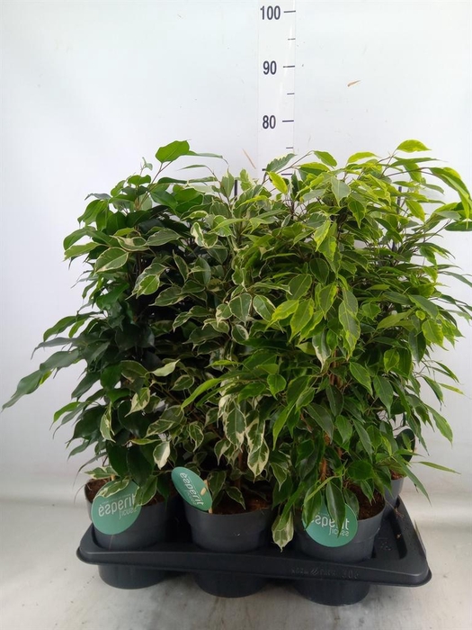 <h4>Ficus benja.   ...mix</h4>