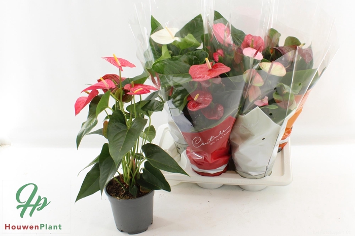 <h4>ANTHU AN GEM 4 KL</h4>