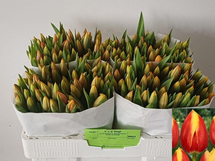 <h4>TU EN DOW JONES</h4>