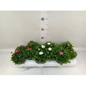 Bellis perennis 'Rusher'   ...mix