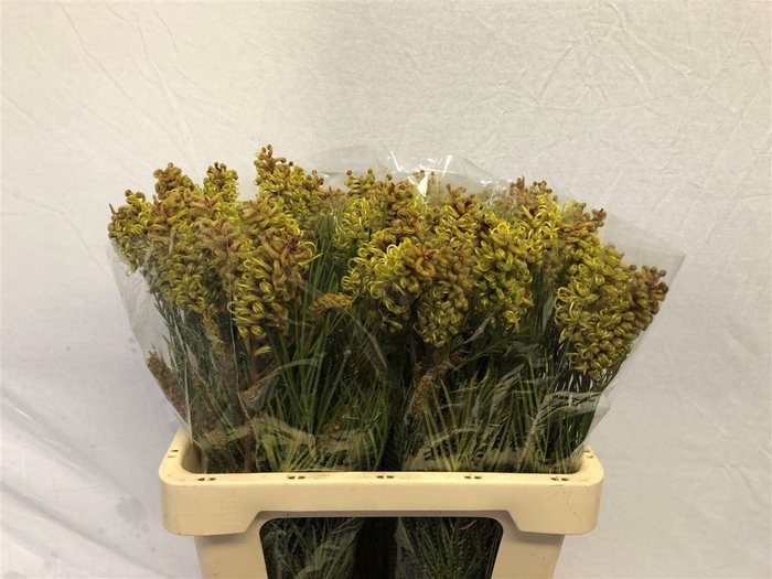 <h4>GREVI SPIDERMAN</h4>