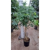 Schefflera Compacta