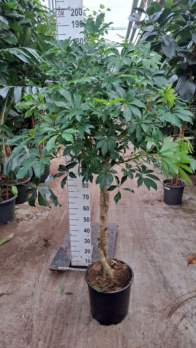 <h4>Schefflera Compacta</h4>