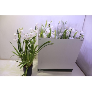 arr8 Cymb Overig White