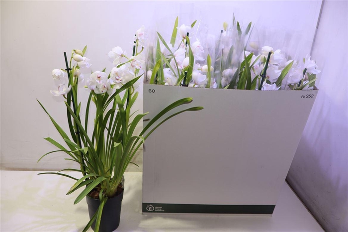 <h4>Cymb Overig White</h4>