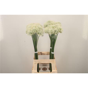 Allium Mount Everest