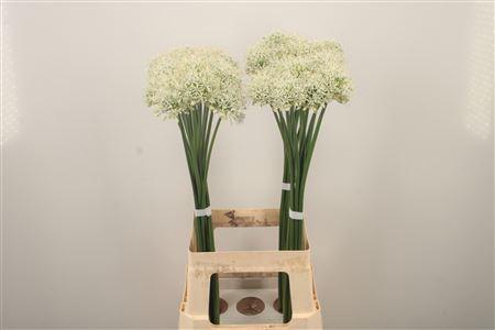 <h4>Allium Mount Everest</h4>