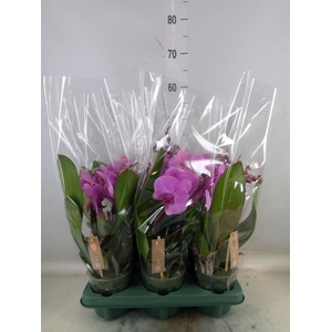 Phalaenopsis  'Spirit Pink'