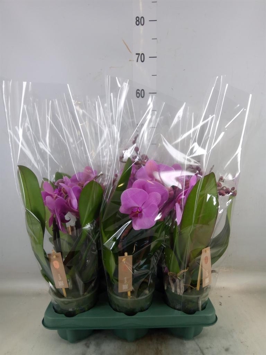 <h4>Phalaenopsis  'Spirit Pink'</h4>