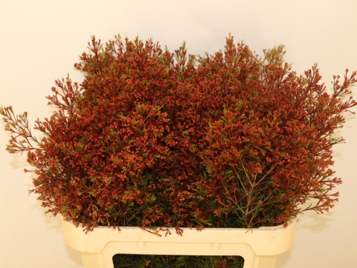 <h4>CHAME UN VEGA BLAD</h4>